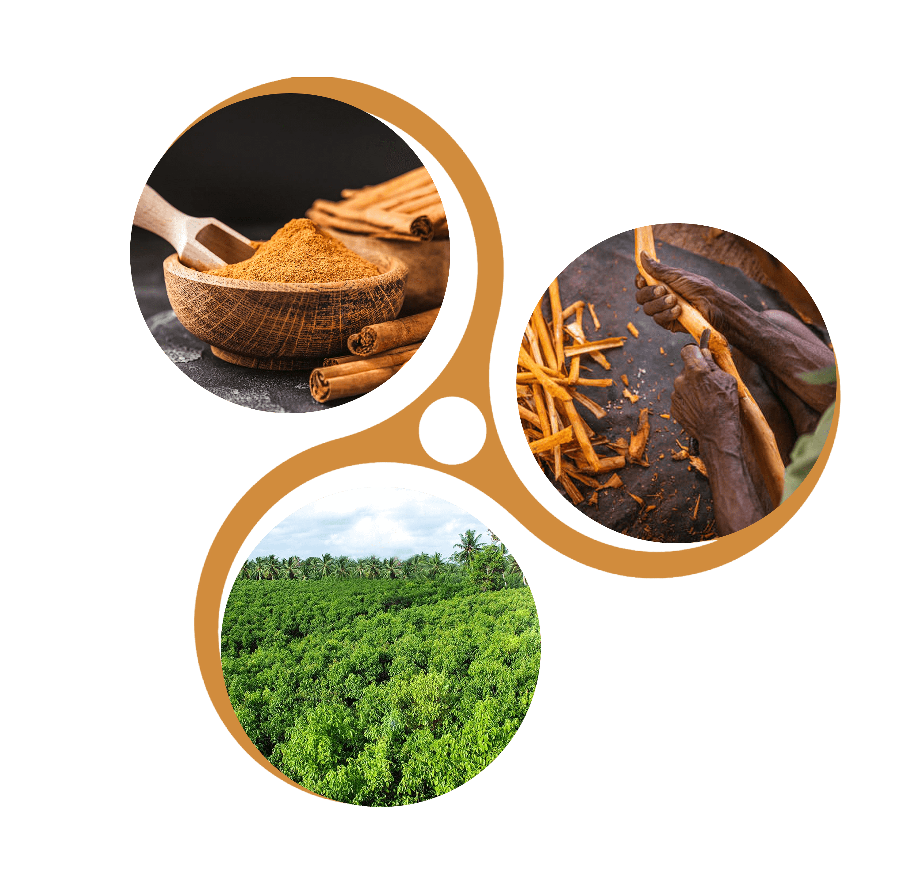 Cinnamon, people and Sri Lankan spice fields